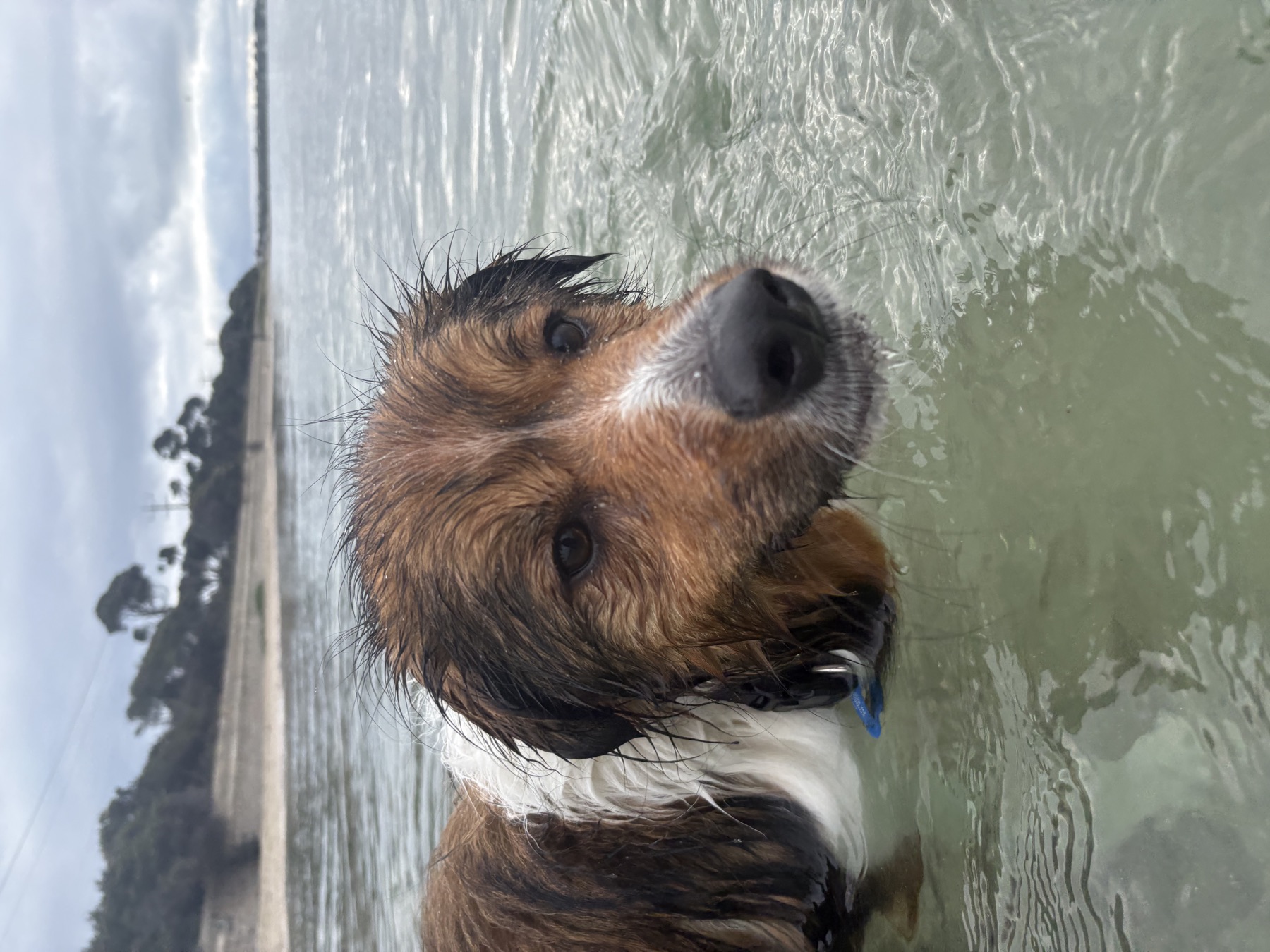 Brown and white dog swimming in shallow coastal water